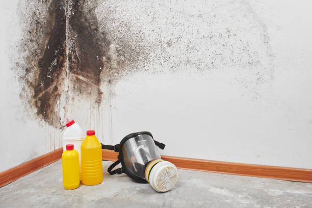 Best Crawl Space Mold Removal  in Millport, AL