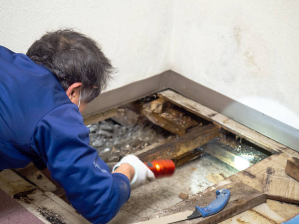 Best Attic Mold Removal  in Millport, AL