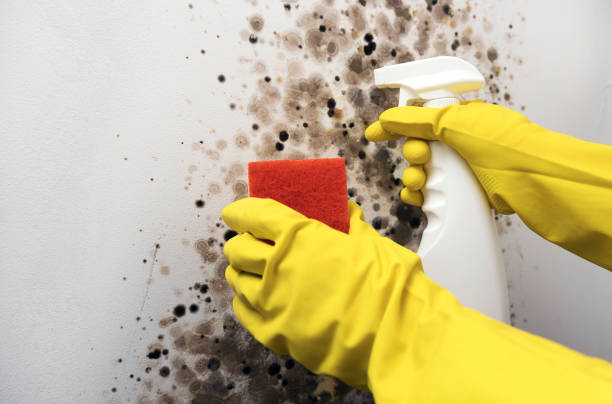Best Mold Remediation Experts  in Millport, AL