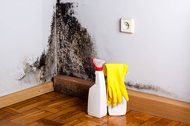 Best Local Mold Removal Service  in Millport, AL